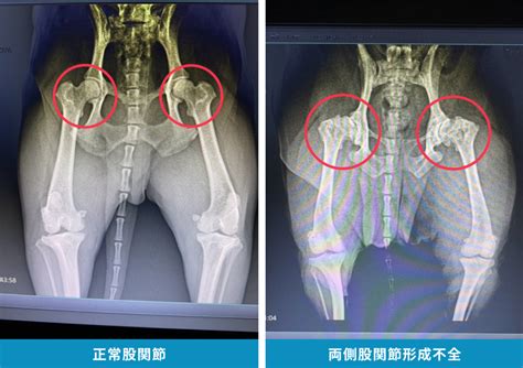 bfxchd|犬の股関節形成不全 .